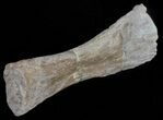 Mosasaur (Platecarpus) Paddle Digit - Kansas #61470-4